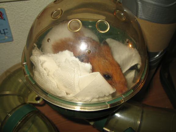 Figuring out on how my hamster Lucy escaped three days ago.