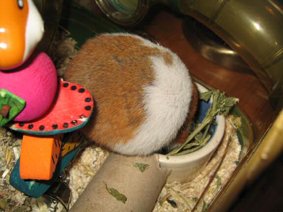 World Animal day 2008, with my hamster Lucy.
