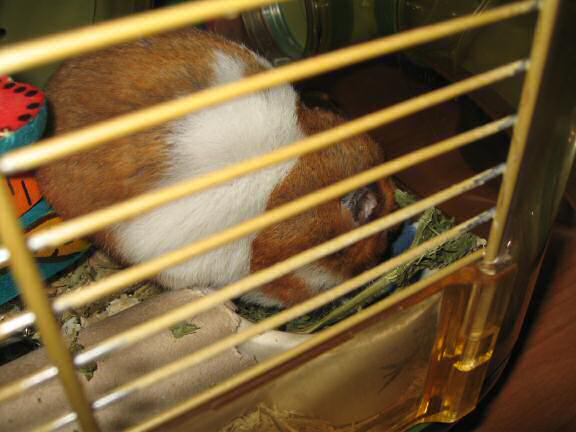 World Animal day 2008, with my hamster Lucy.