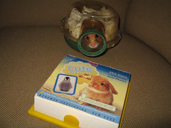My hamster Lucy is a Pin-Up for a day, on the CuteOverload 2009 - Calendar !