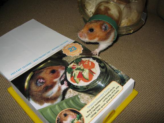 My hamster Lucy is a Pin-Up for a day, on the CuteOverload 2009 - Calendar !