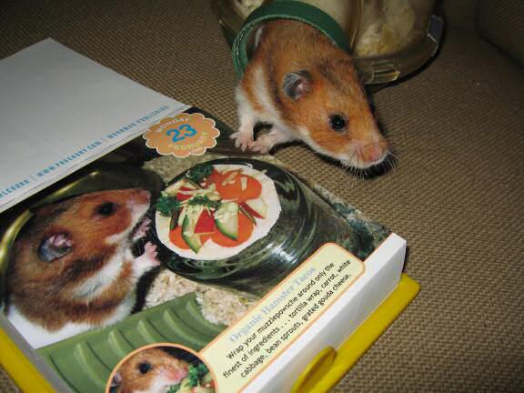 My hamster Lucy is a Pin-Up for a day, on the CuteOverload 2009 - Calendar !