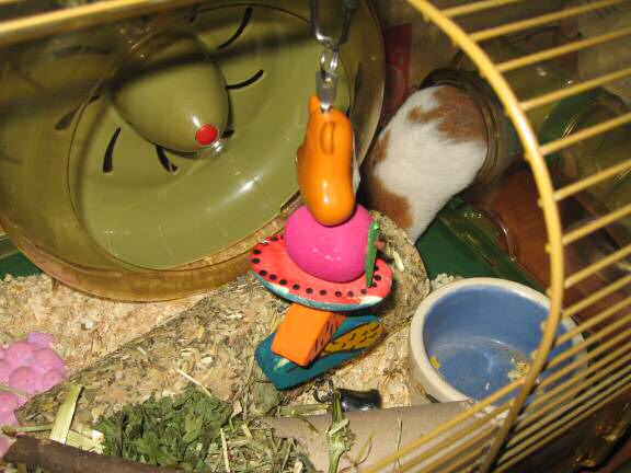 A special treat for my hamster Lucy.