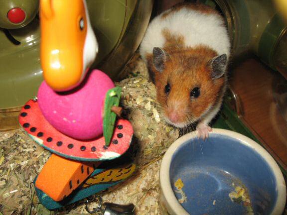 A special treat for my hamster Lucy.