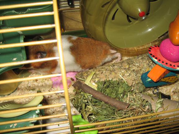 A special treat for my hamster Lucy.