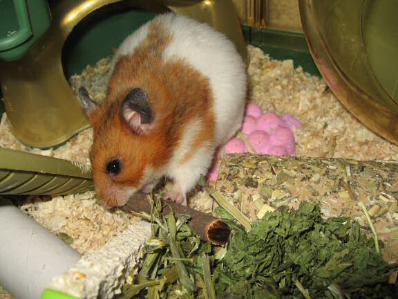 A special treat for my hamster Lucy.