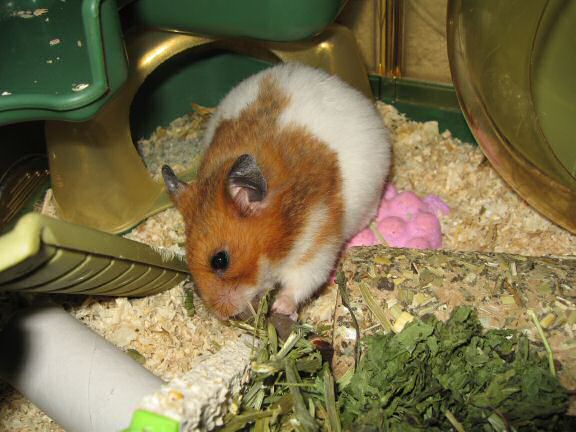 A special treat for my hamster Lucy.