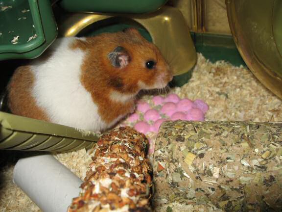 Serving my hamster Lucy a Vitakraft Kräcker.