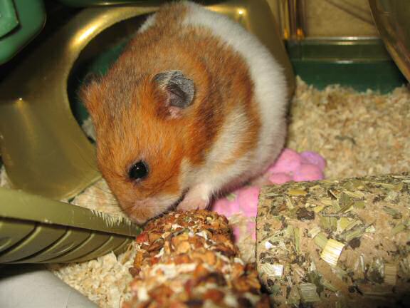 Serving my hamster Lucy a Vitakraft Kräcker.