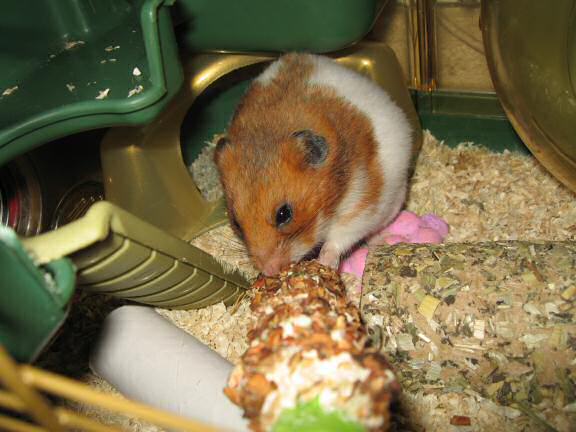 Serving my hamster Lucy a Vitakraft Kräcker.