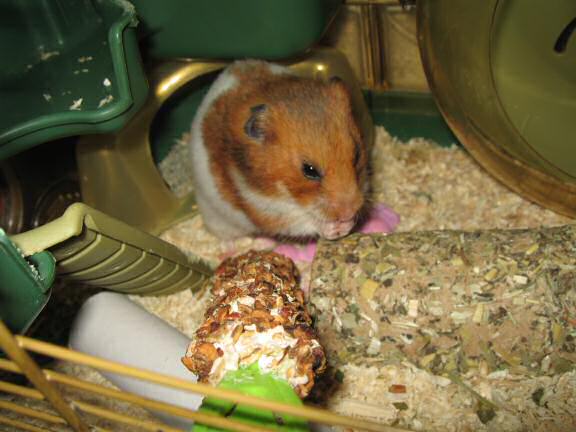 Serving my hamster Lucy a Vitakraft Kräcker.