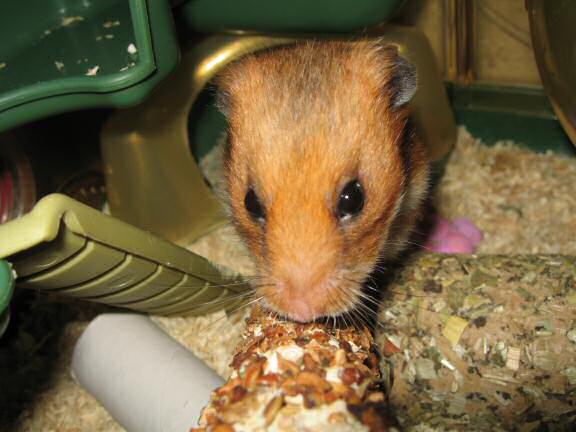 Serving my hamster Lucy a Vitakraft Kräcker.