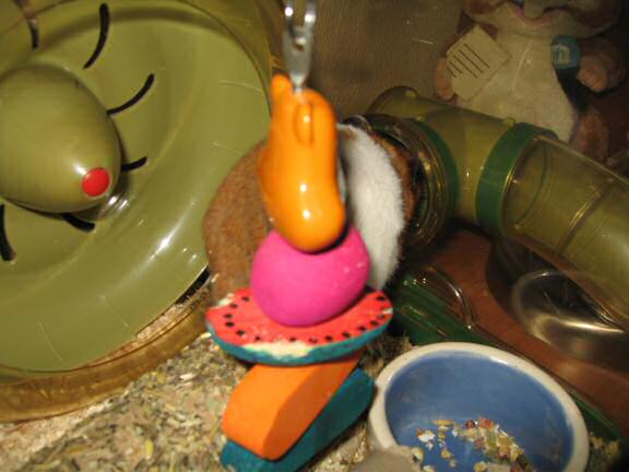 My hamster Lucy is making me something clear.