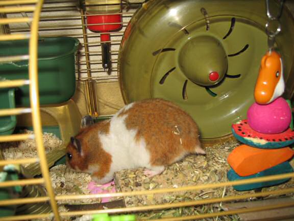 My hamster Lucy is making me something clear.