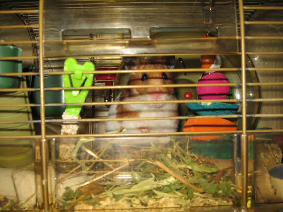 My hamster Lucy is making me something clear.