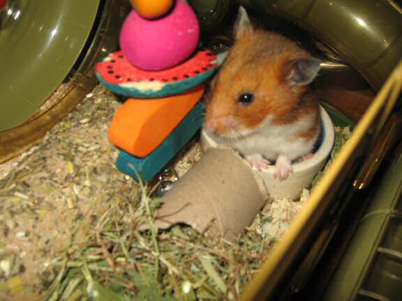 My hamster Lucy is making me something clear.