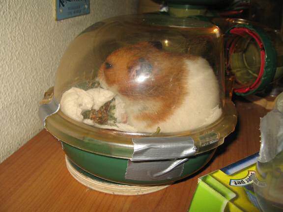 Bedroom Clean Aftermath with my hamster Lucy.