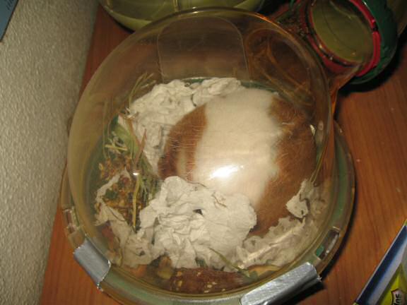 Bedroom Clean Aftermath with my hamster Lucy.