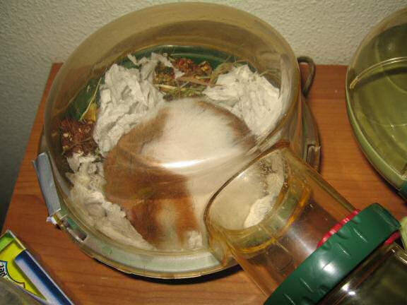 Bedroom Clean Aftermath with my hamster Lucy.