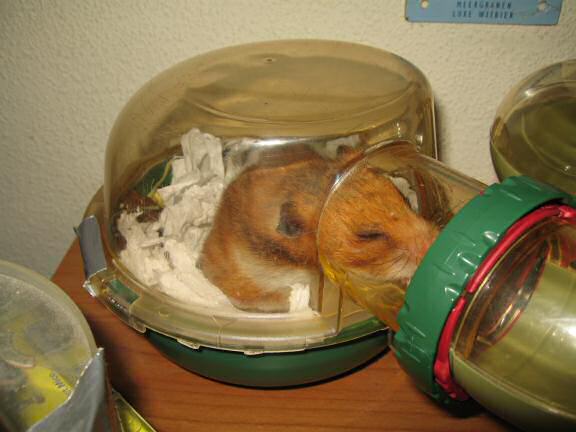 Bedroom Clean Aftermath with my hamster Lucy.