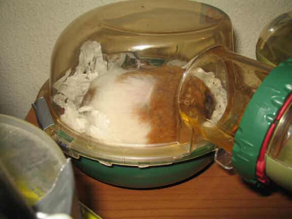 Bedroom Clean Aftermath with my hamster Lucy.