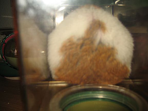 My hamster Lucy, Meditatin'.
