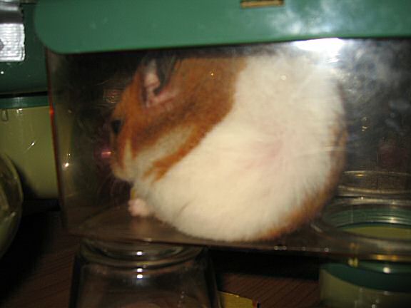 My hamster Lucy, Meditatin'.