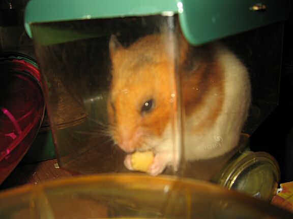 My hamster Lucy, Meditatin'.