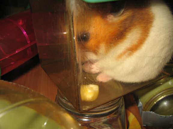 My hamster Lucy, Meditatin'.