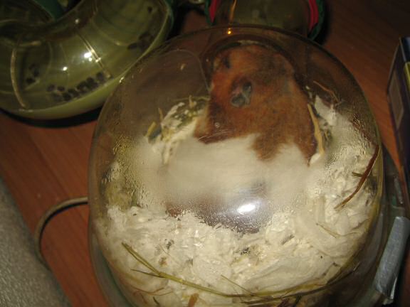 My hamster Lucy, Meditatin'.