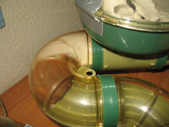 My hamster Lucy telling her story using Hamster-Feet-Sign-Language.