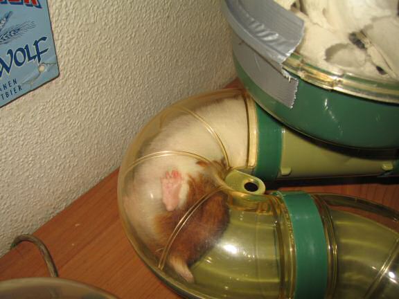My hamster Lucy telling her story using Hamster-Feet-Sign-Language.