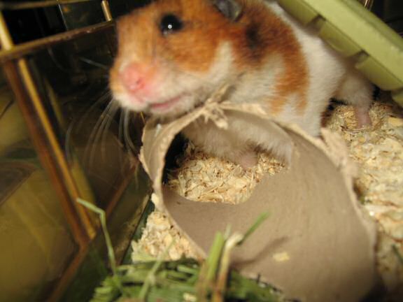 My hamster Lucy experiencing a huge cage-clean.