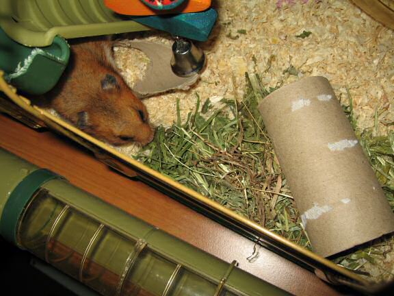 My hamster Lucy experiencing a huge cage-clean.