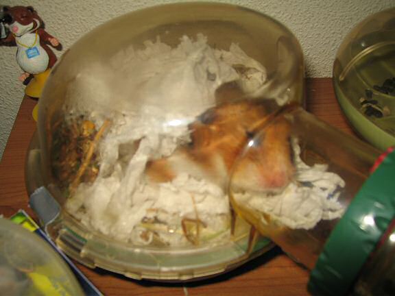 My hamster Lucy reacting to Fudgie.