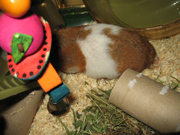 It's always fun with my hamster Lucy.