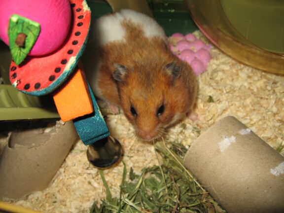 It's always fun with my hamster Lucy.