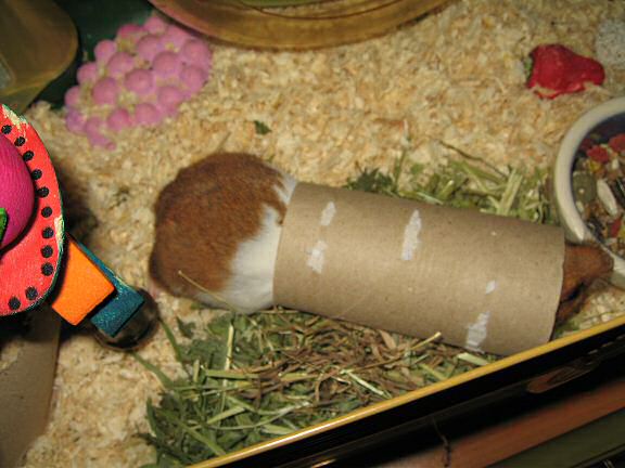 It's always fun with my hamster Lucy.