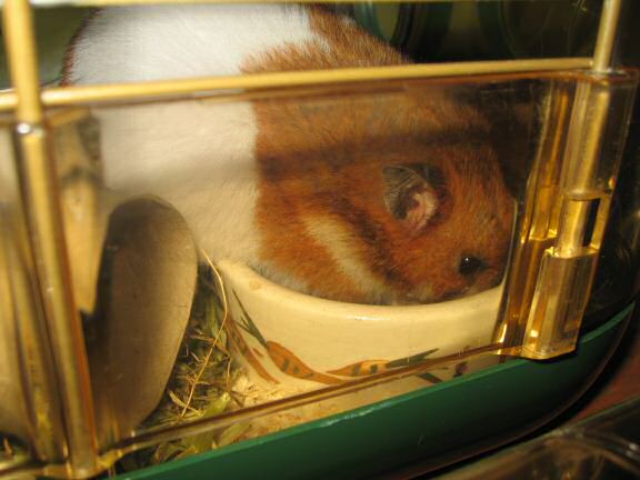 It's always fun with my hamster Lucy.