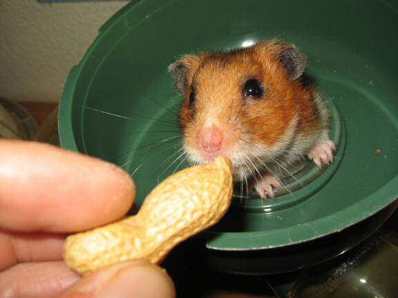 Peanut time for my hamster Lucy.