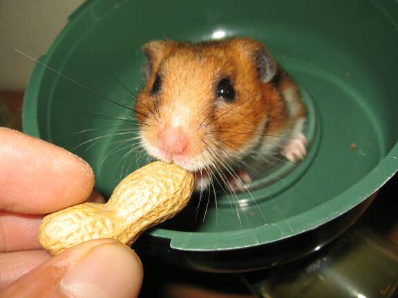 Peanut time for my hamster Lucy.