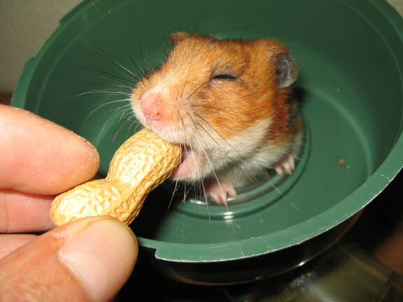 Peanut time for my hamster Lucy.