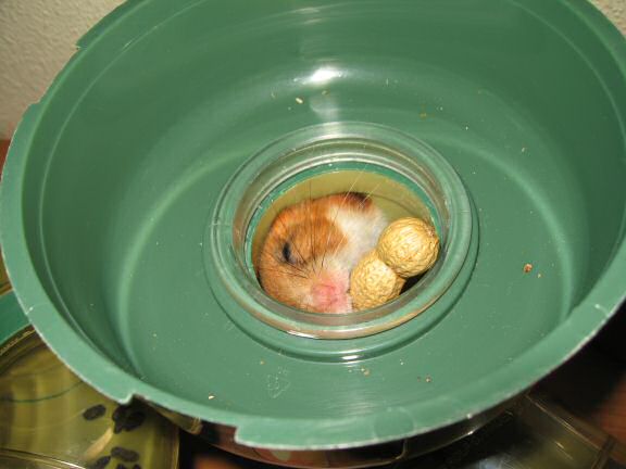 Peanut time for my hamster Lucy.
