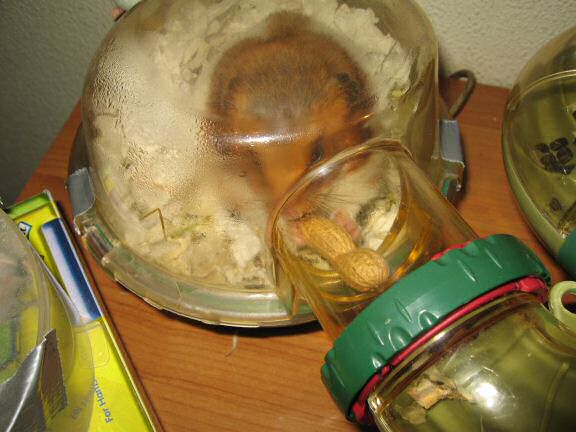 Peanut time for my hamster Lucy.