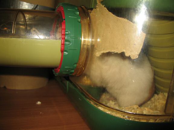 My very busy hamster Lucy.