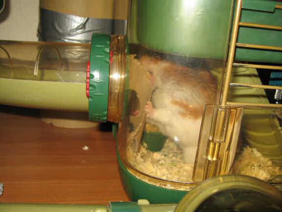 My very busy hamster Lucy.