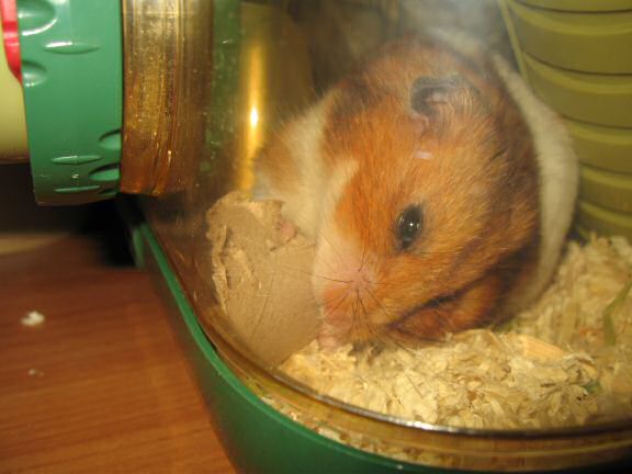 My very busy hamster Lucy.