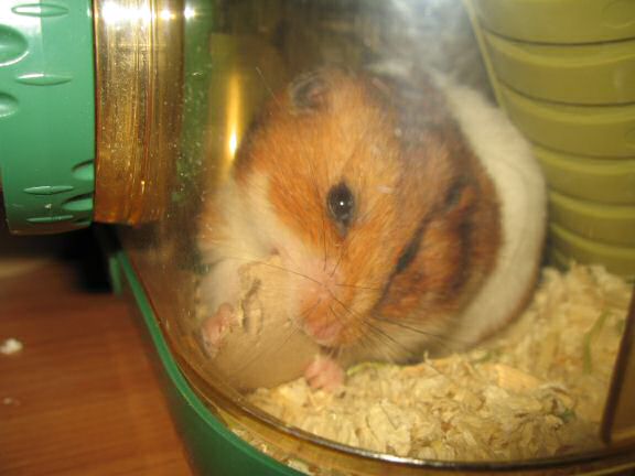 My very busy hamster Lucy.