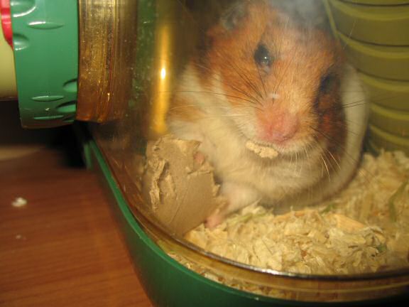 My very busy hamster Lucy.