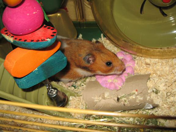 Saturday night with my hamster Lucy.